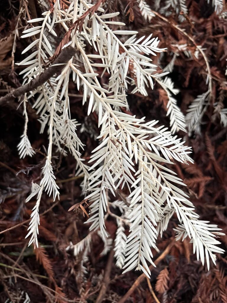 Backyard albino redwood