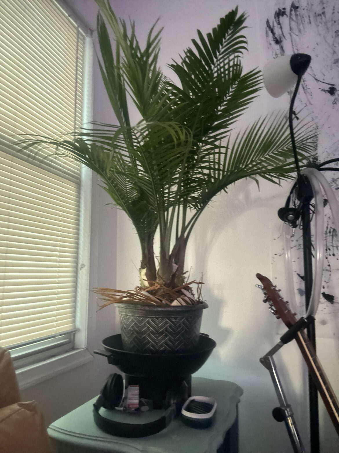 Do they tell me they love how thriving it is? The pretty seashells adorning it? NO!