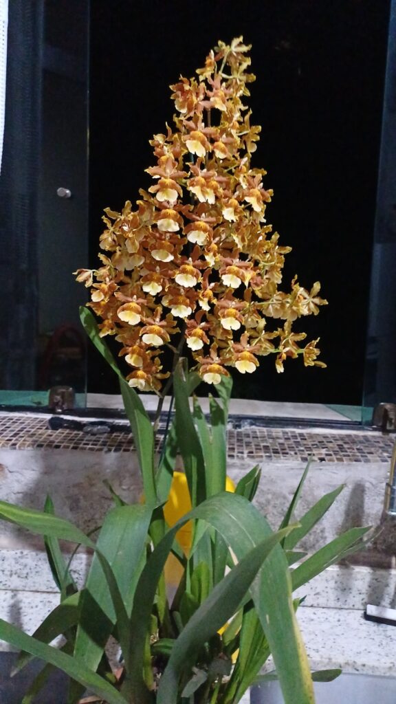 My Christmas gift...