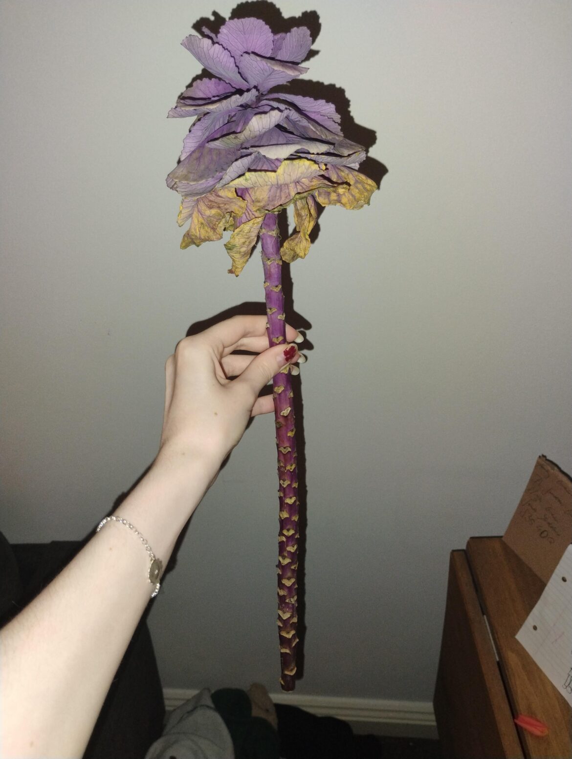 got these in a bouquet from a friend