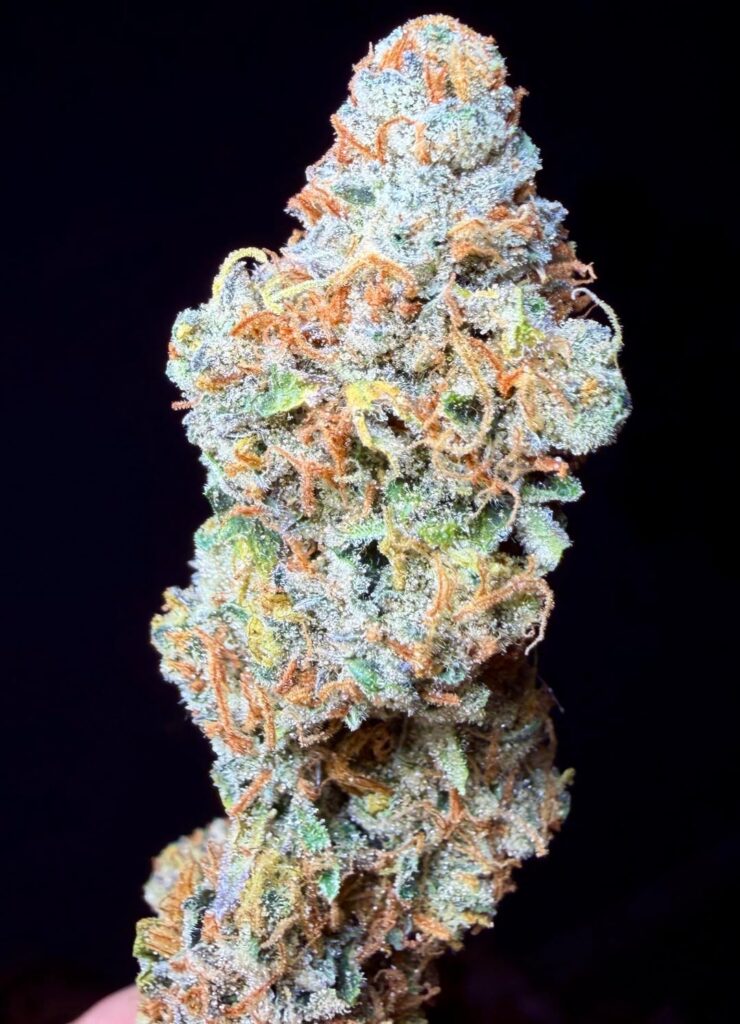 Bubba Cheesecake (Seedsman) 5.5 week cure