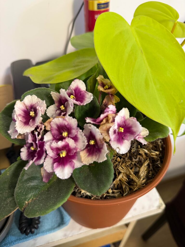 Sad violets, how to make them happy? Sad violets, how to make them happy?