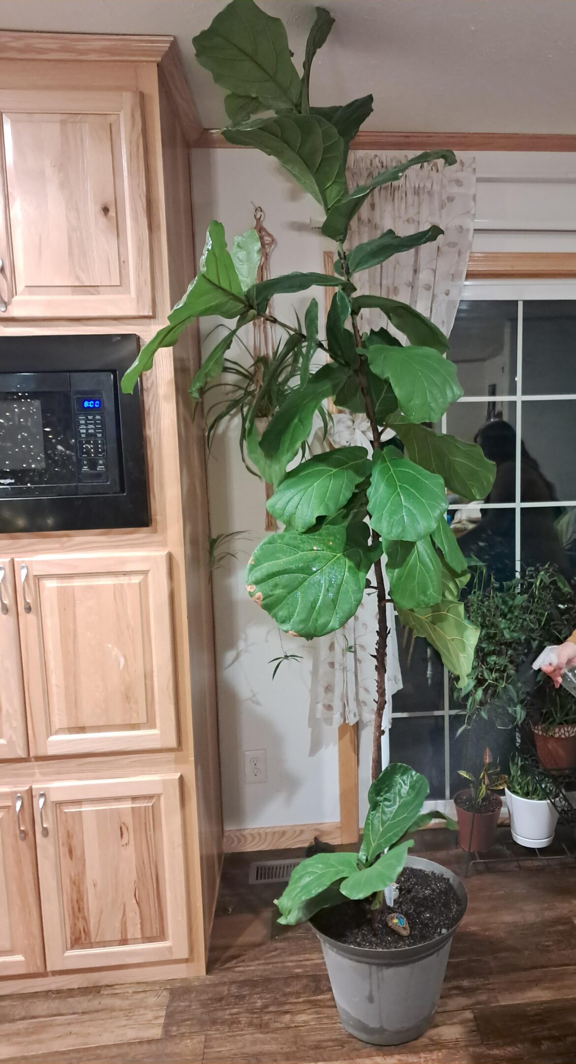My wife's fiddle leaf fig