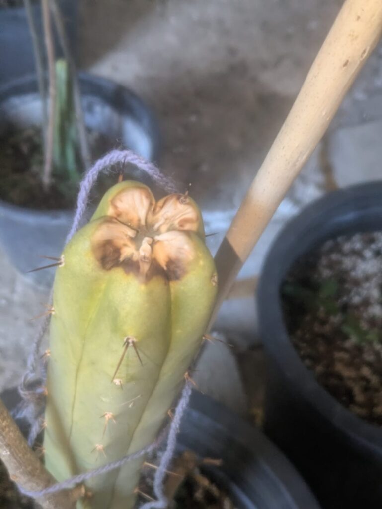What is happening to my cactus?