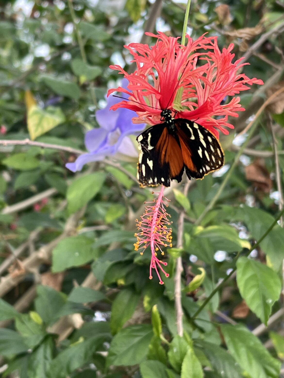 Beautiful butterfly on Fringed Hibiscus