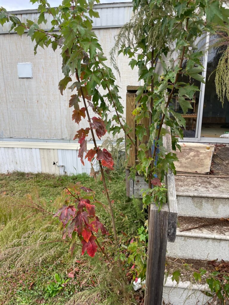 Stole neighbors red maple sapling