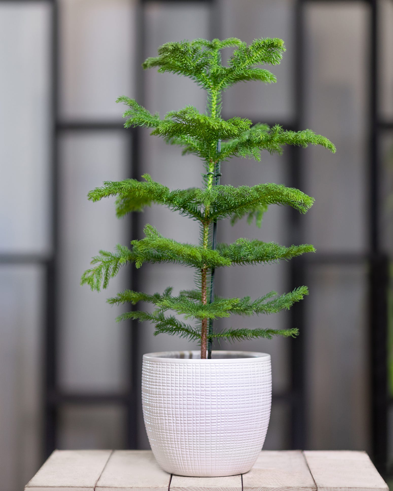 norfolk island pine christmas plant