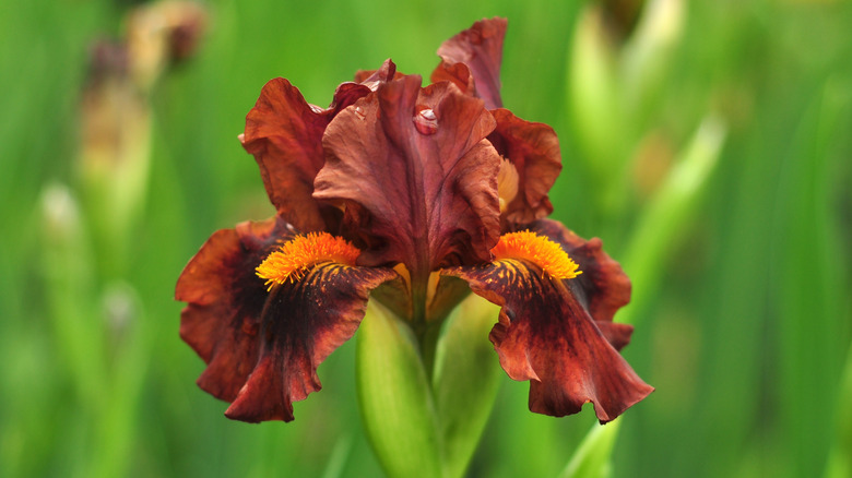 Brown 'Nosferatu' iris in bloom.