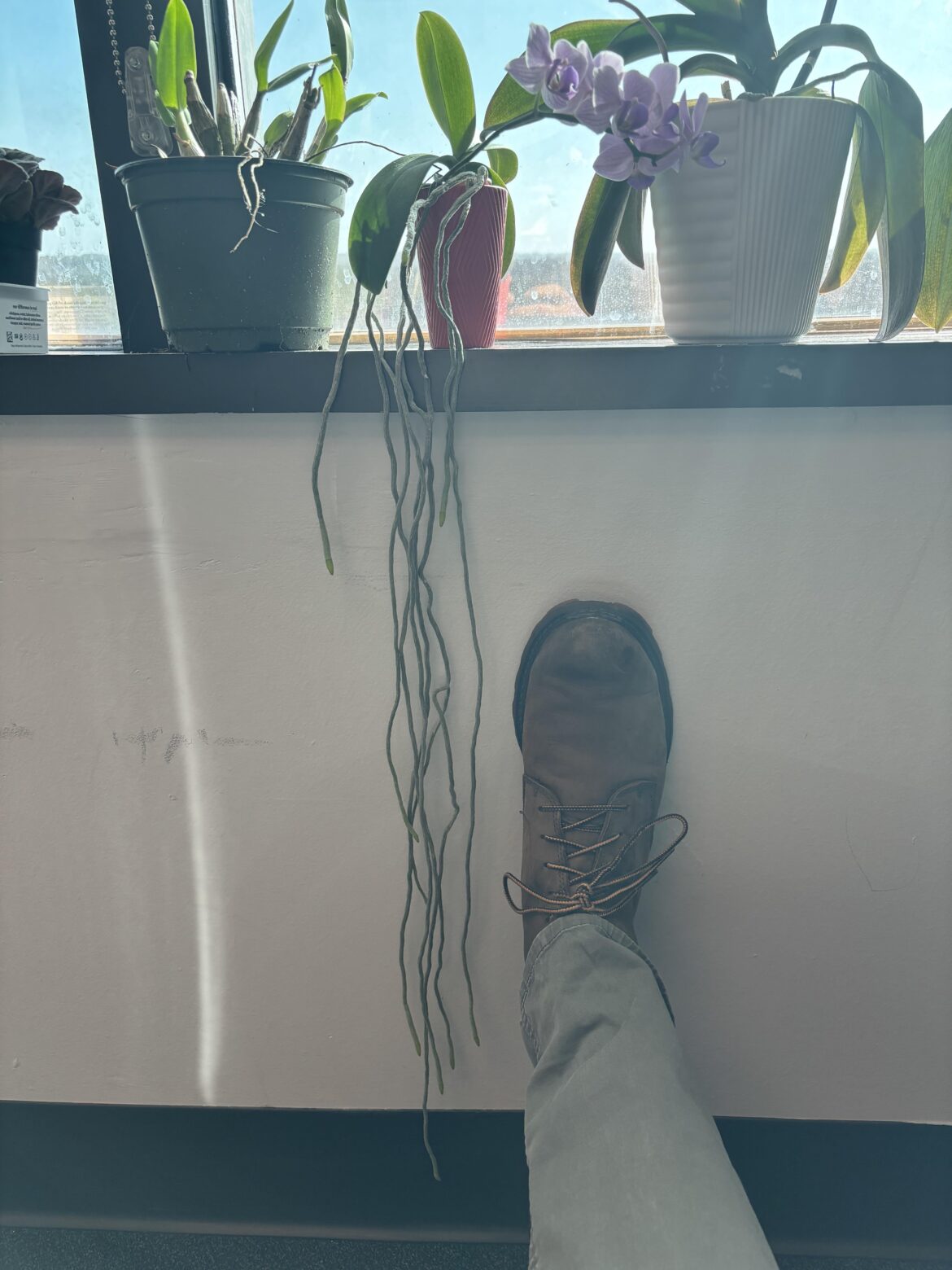 Small Phal, looooong roots!