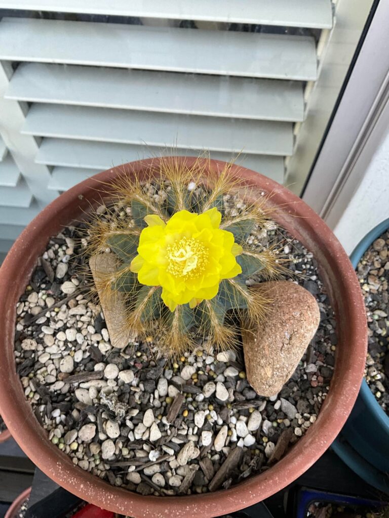 Arrived home from hospital to a first bloom.  I’m feeling so much better now🥰💚🌵