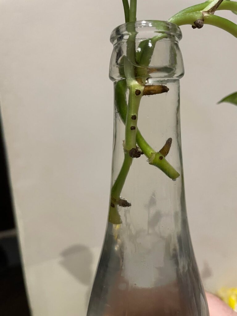 Am I proping wrongly ?