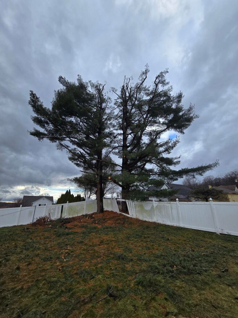 Was this excessive trimming? Was this excessive trimming?