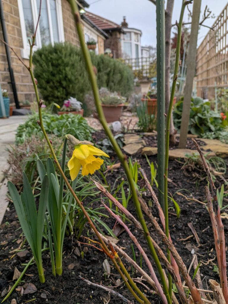 I've seen a lot of "firsts" in the garden this year, but daffodils opening on Christmas day?