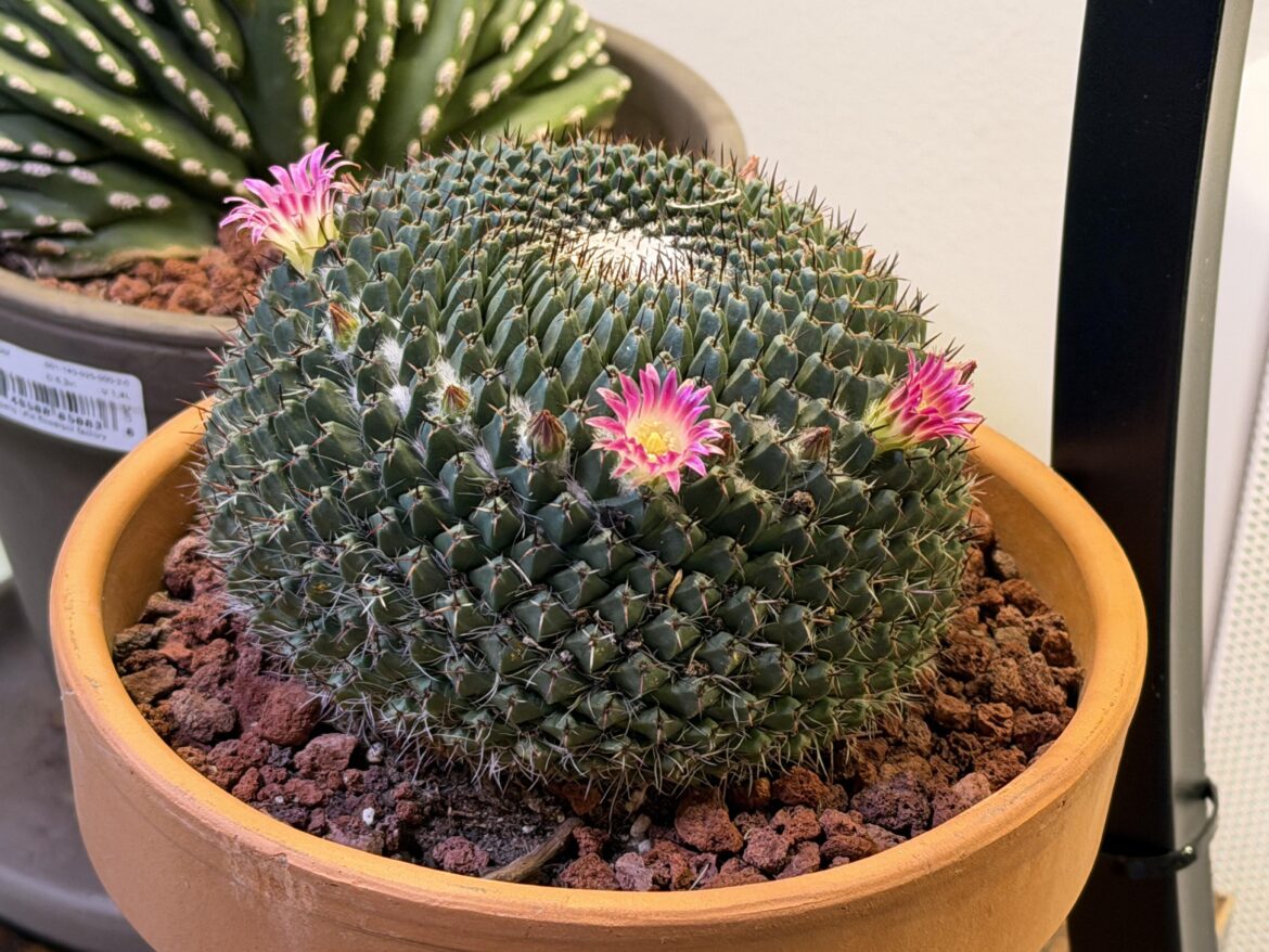 Christmas Mammillaria blooms in Alabama