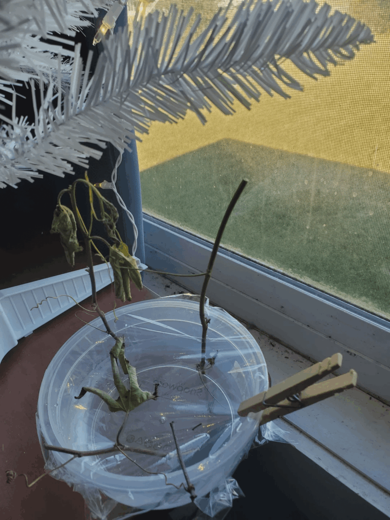 passiflora incarnata which i found uprooted. am now attempting to propagate roots