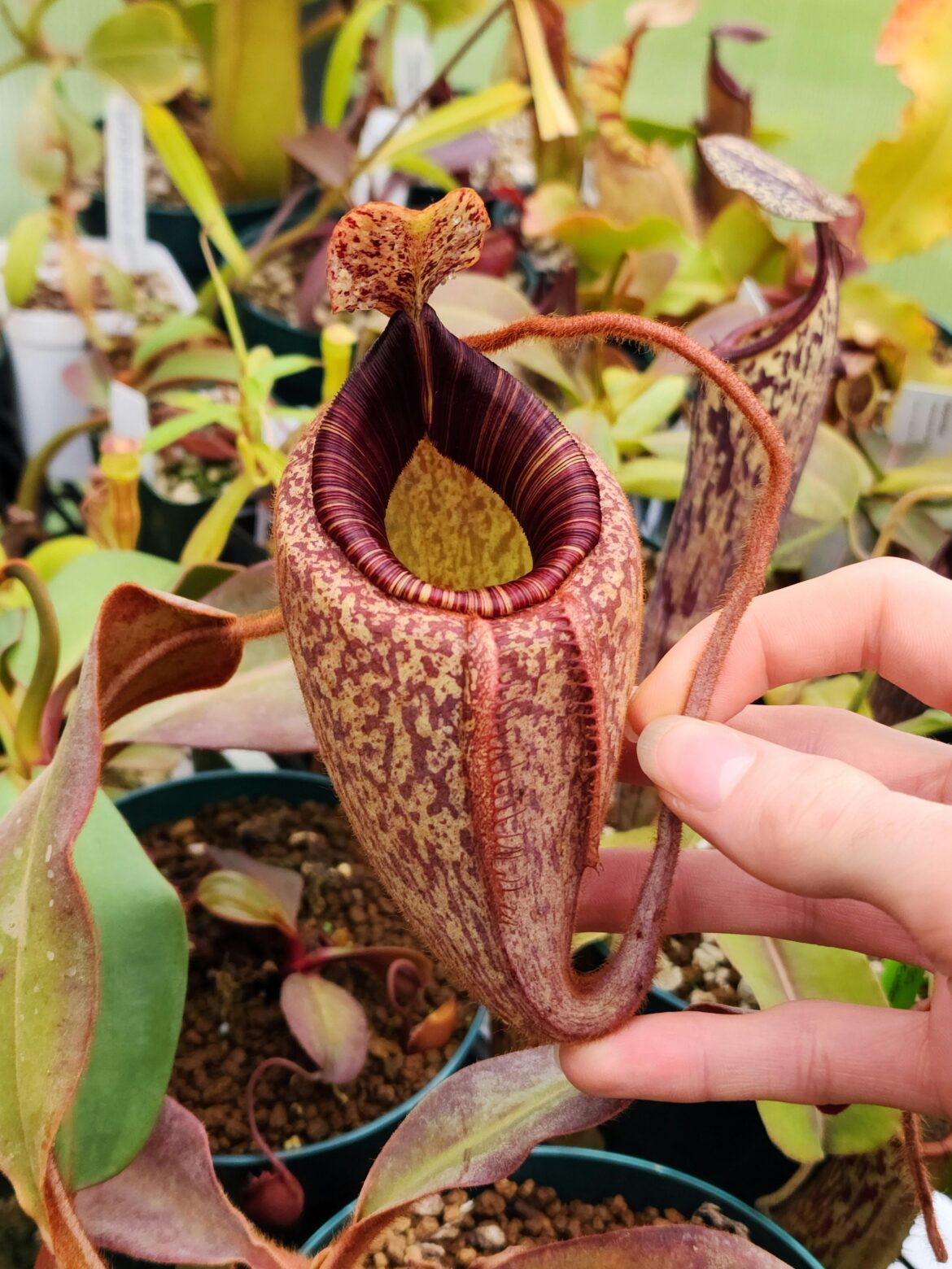 Nepenthes peltata BE 4025