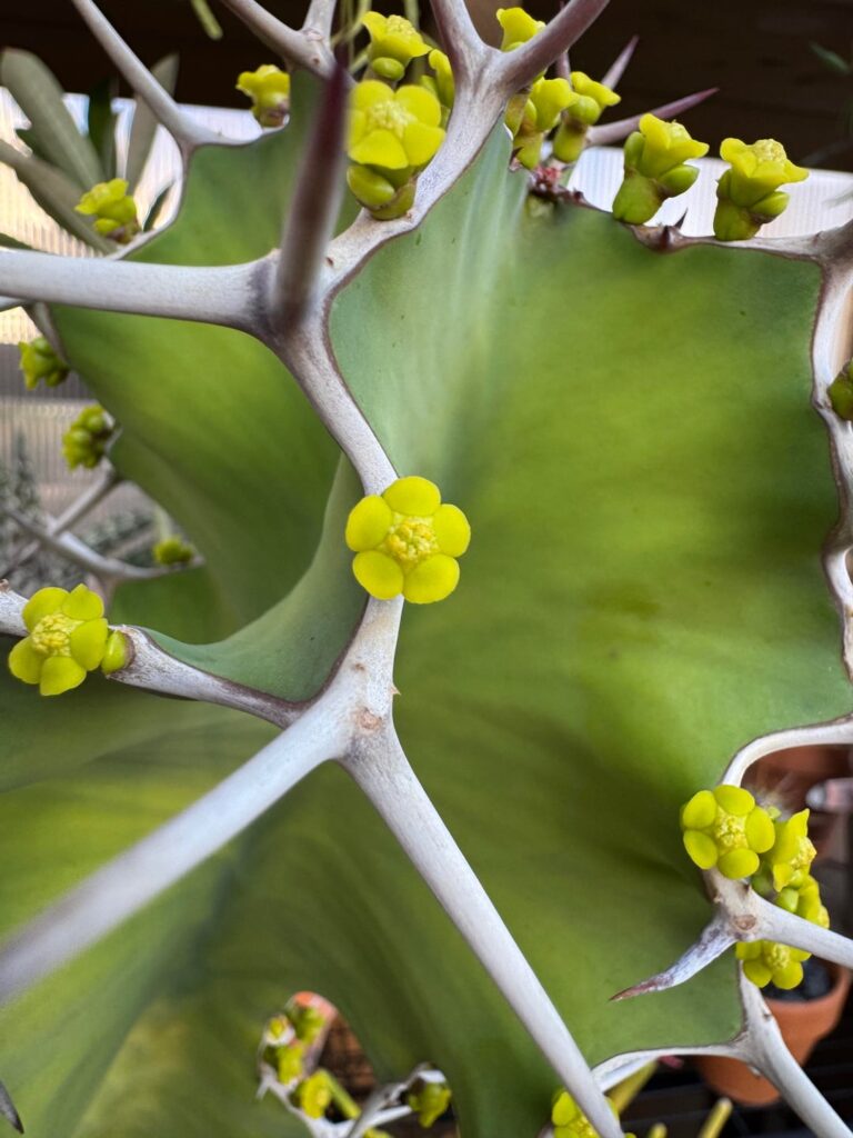 Cowhorn flowered! Cowhorn flowered!