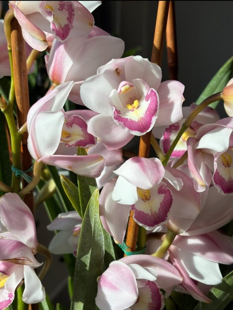 Christmas gift to myself