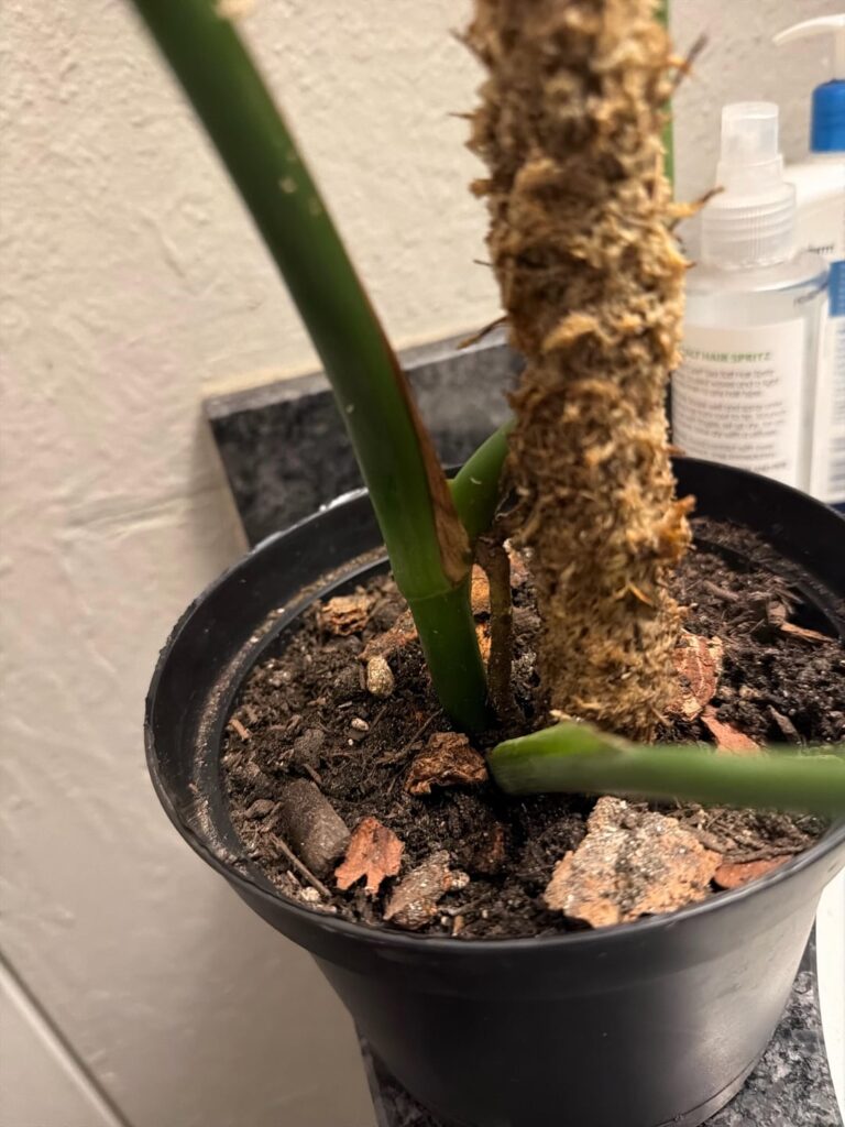 Does this cutting have an auxiliary bud?