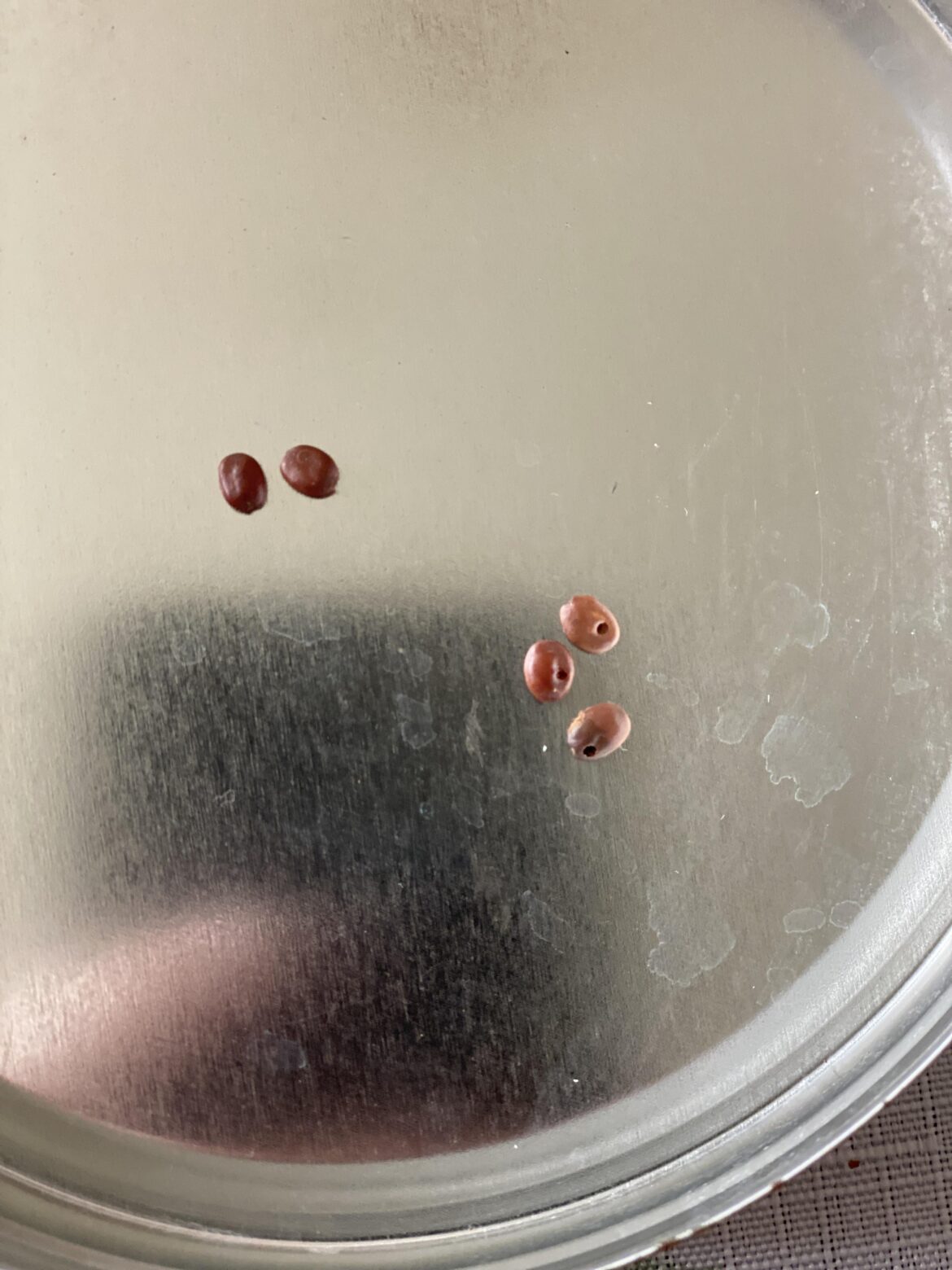 Redbud Seeds: No Good? Redbud Seeds: No Good?