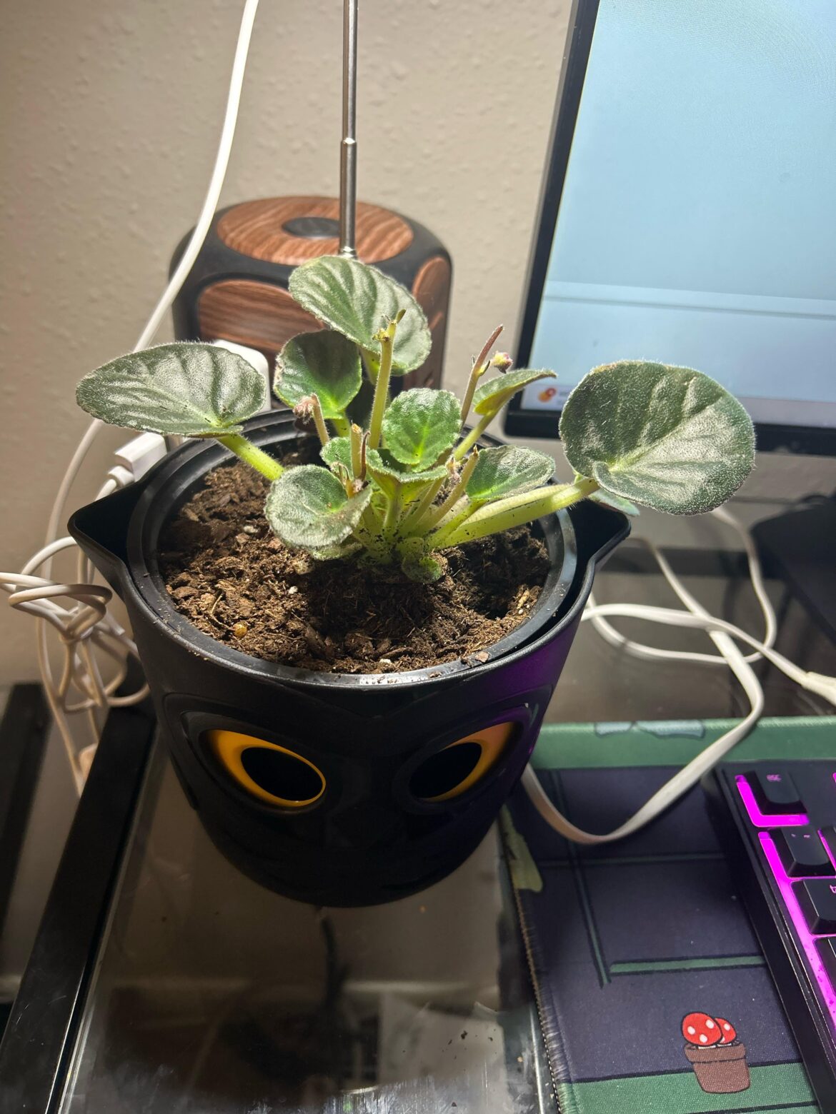 How does my new African violet look?