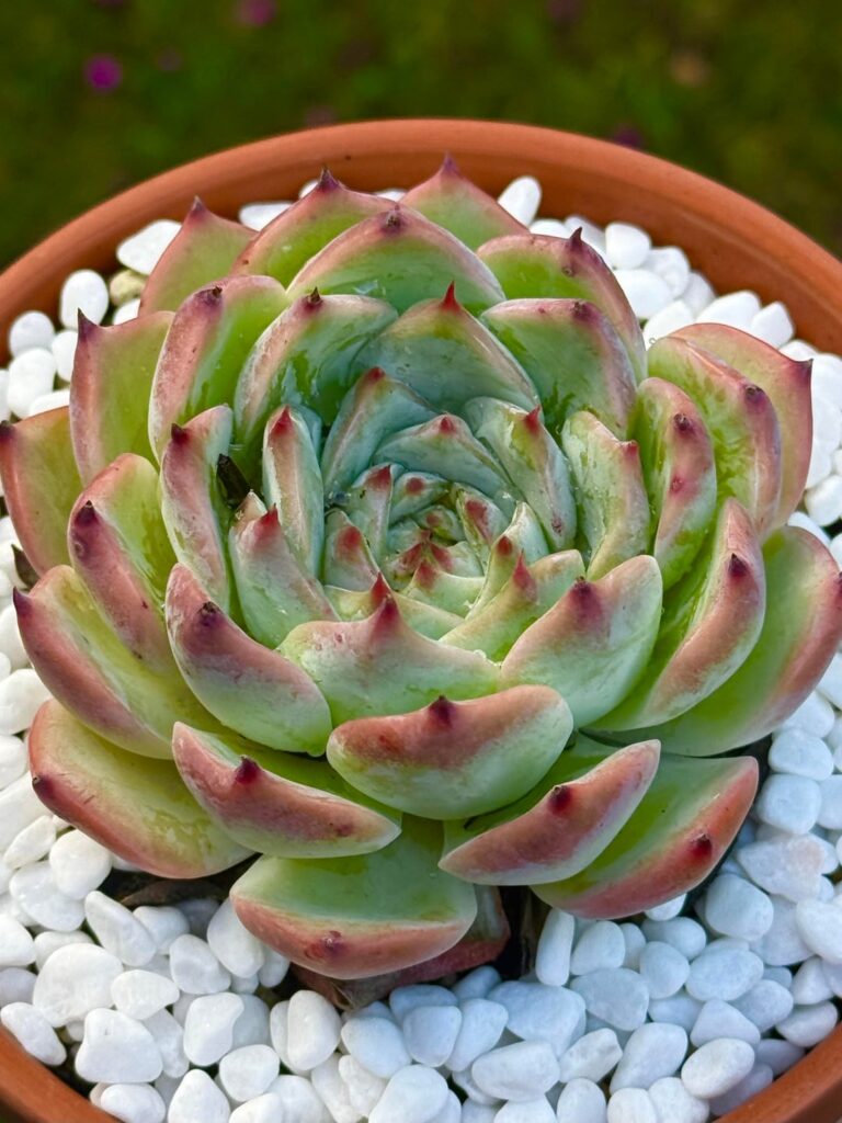 Beautiful winter stress colors on my Echeveria chihuahuaensis