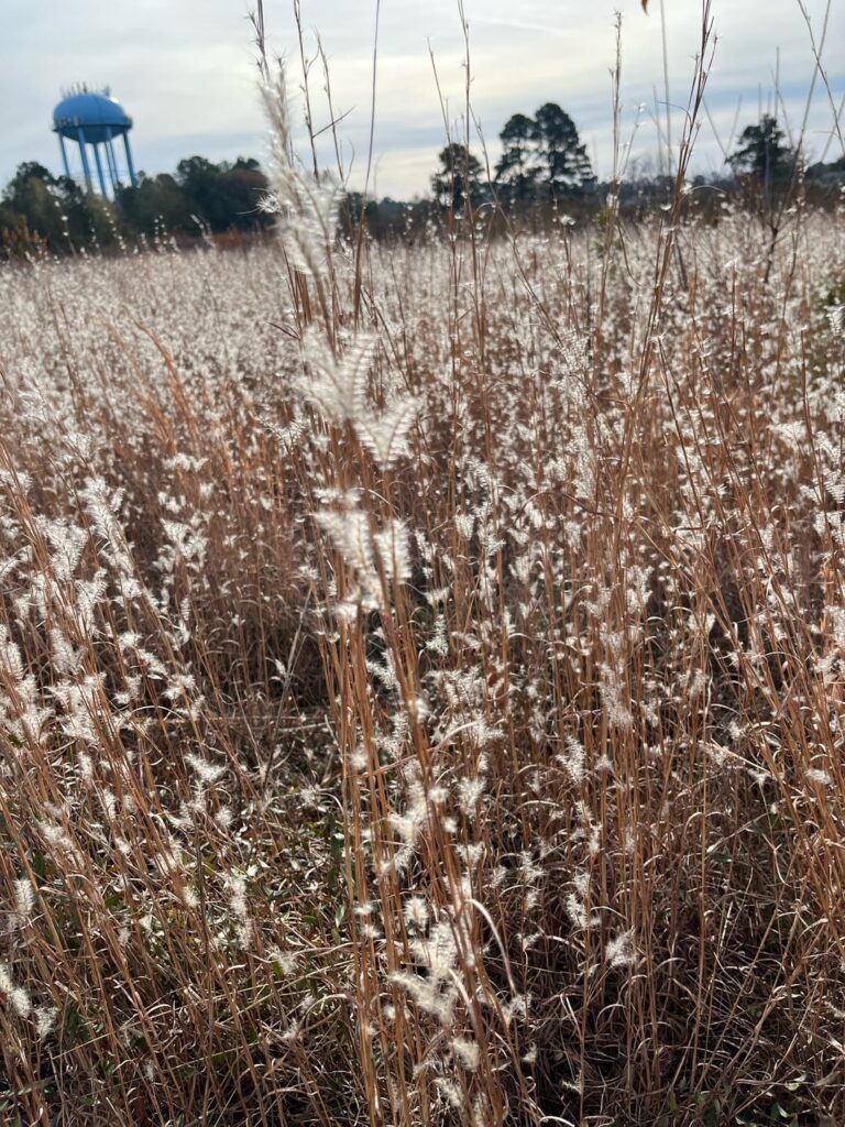 What kind of plant is this? (North Carolina)