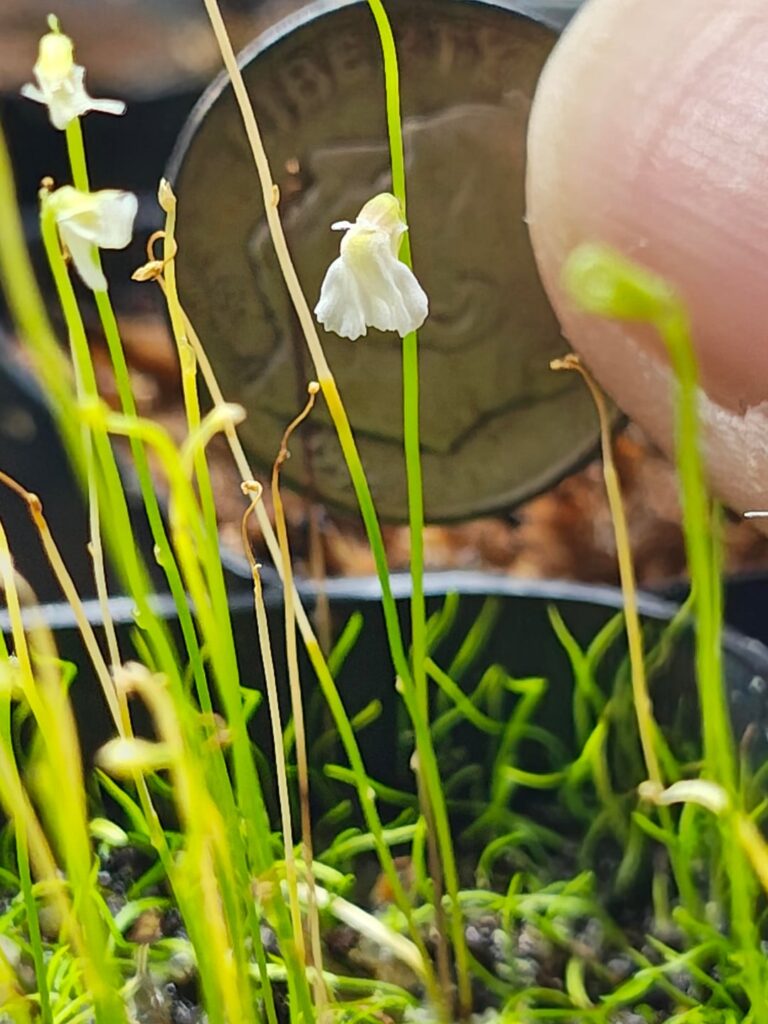 A Very Tiny Carnivore