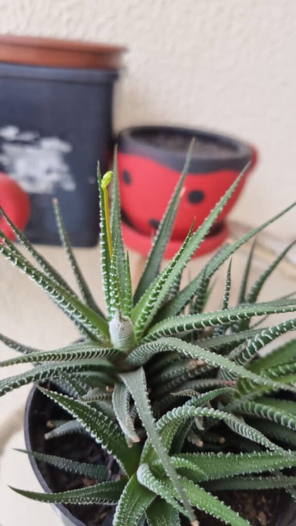 Is this a bad plant growing in the middle of my succulent?