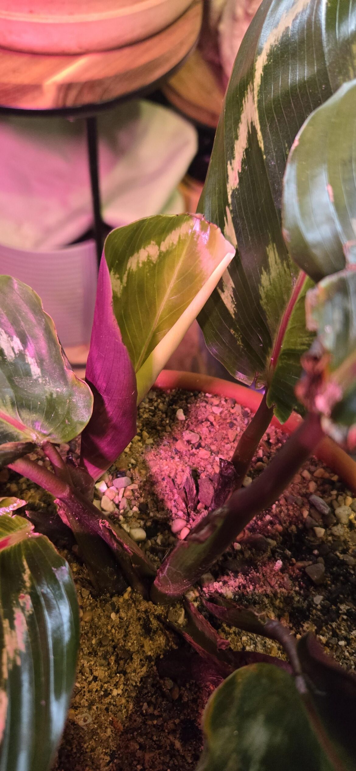 What's wrong with this cigar??