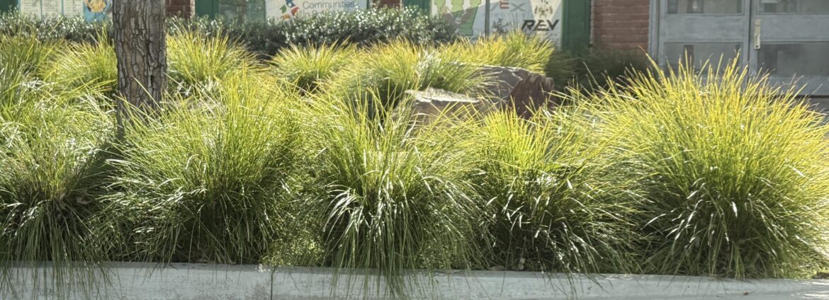 Which particular grass is this? Any ideas