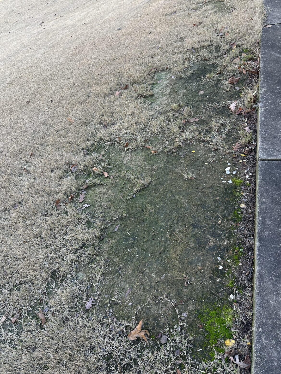 Does my yard have a fungal infection?