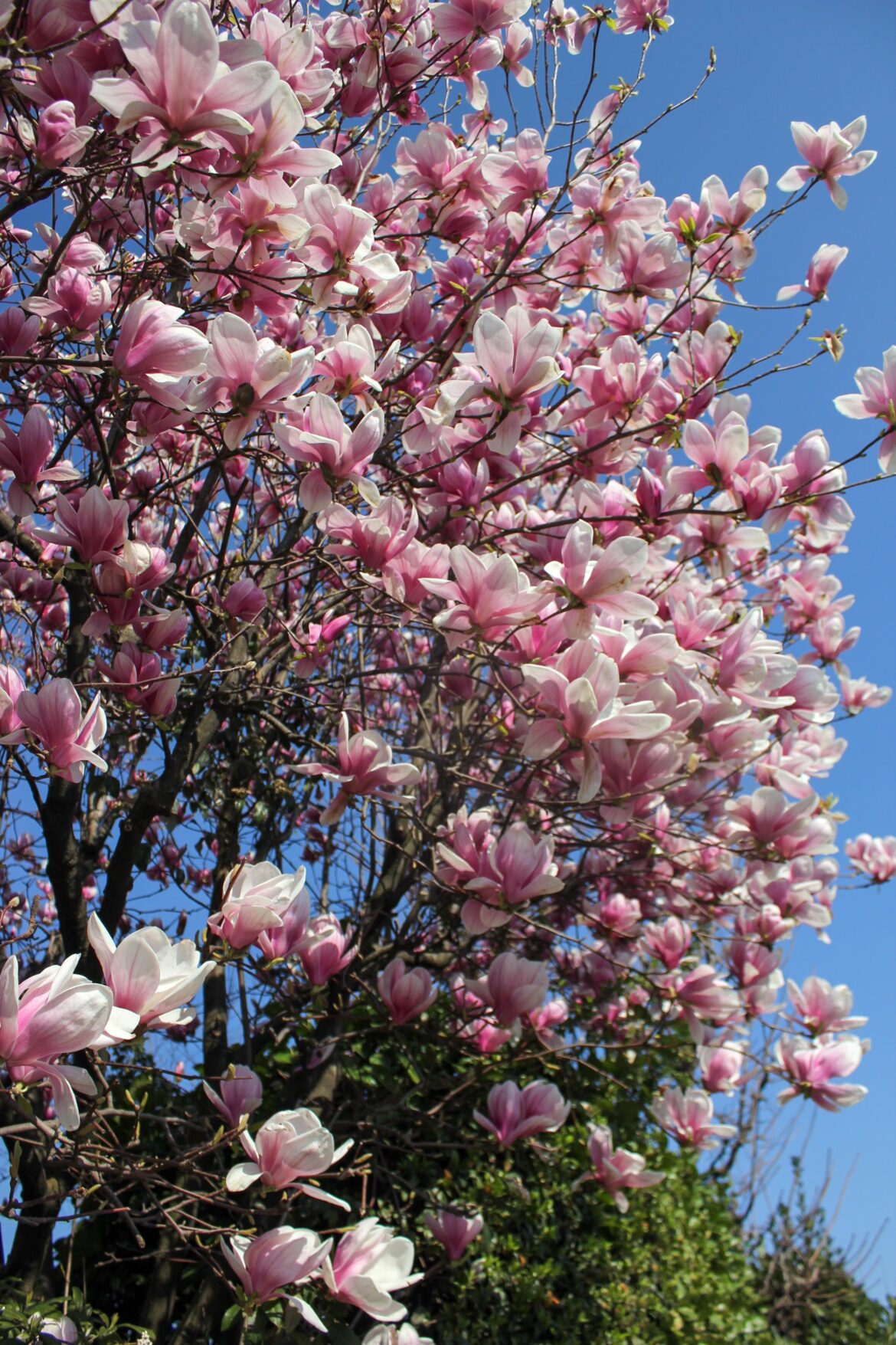 Magnolia in bloom