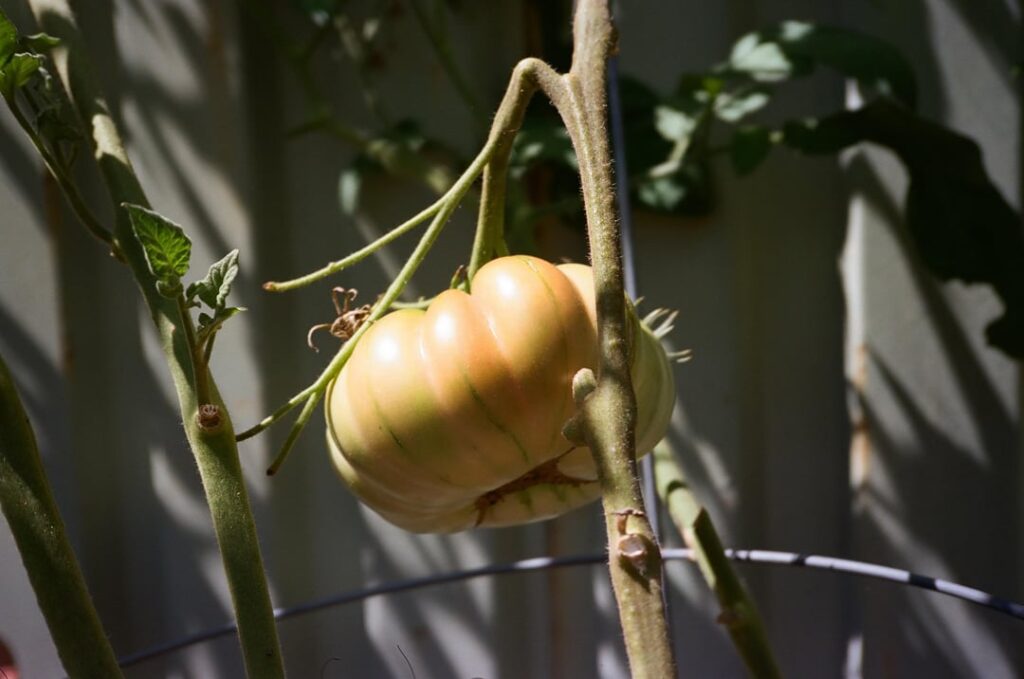 Big Pinks were built for the city Big Pinks were built for the city