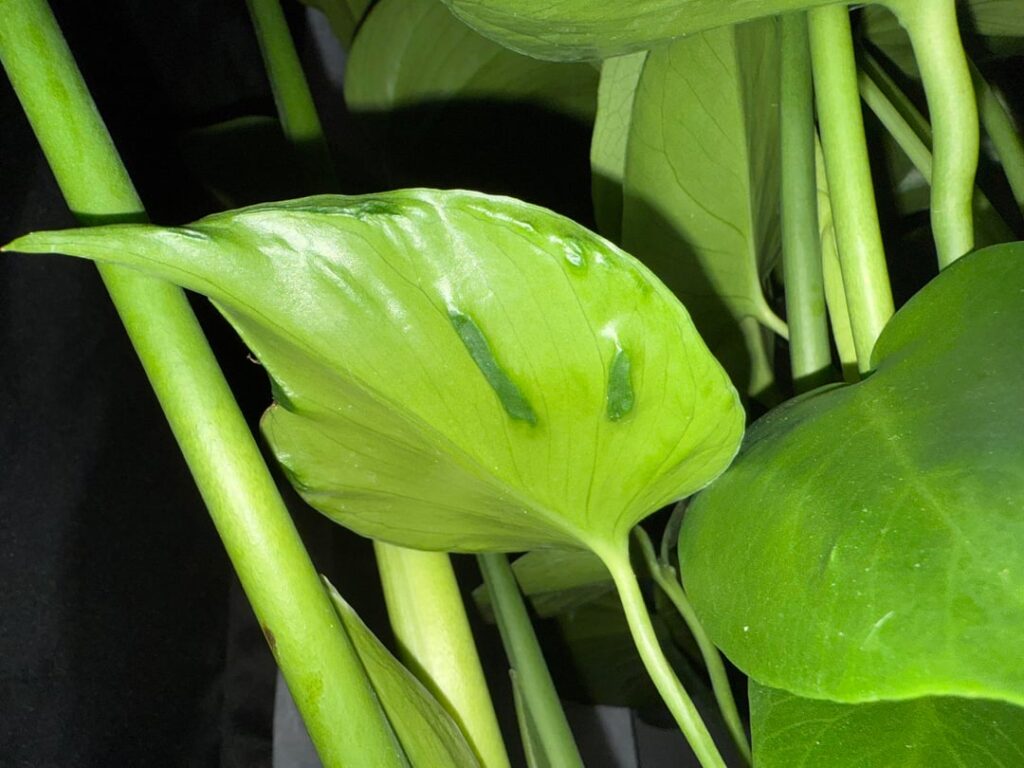 What could be the cause