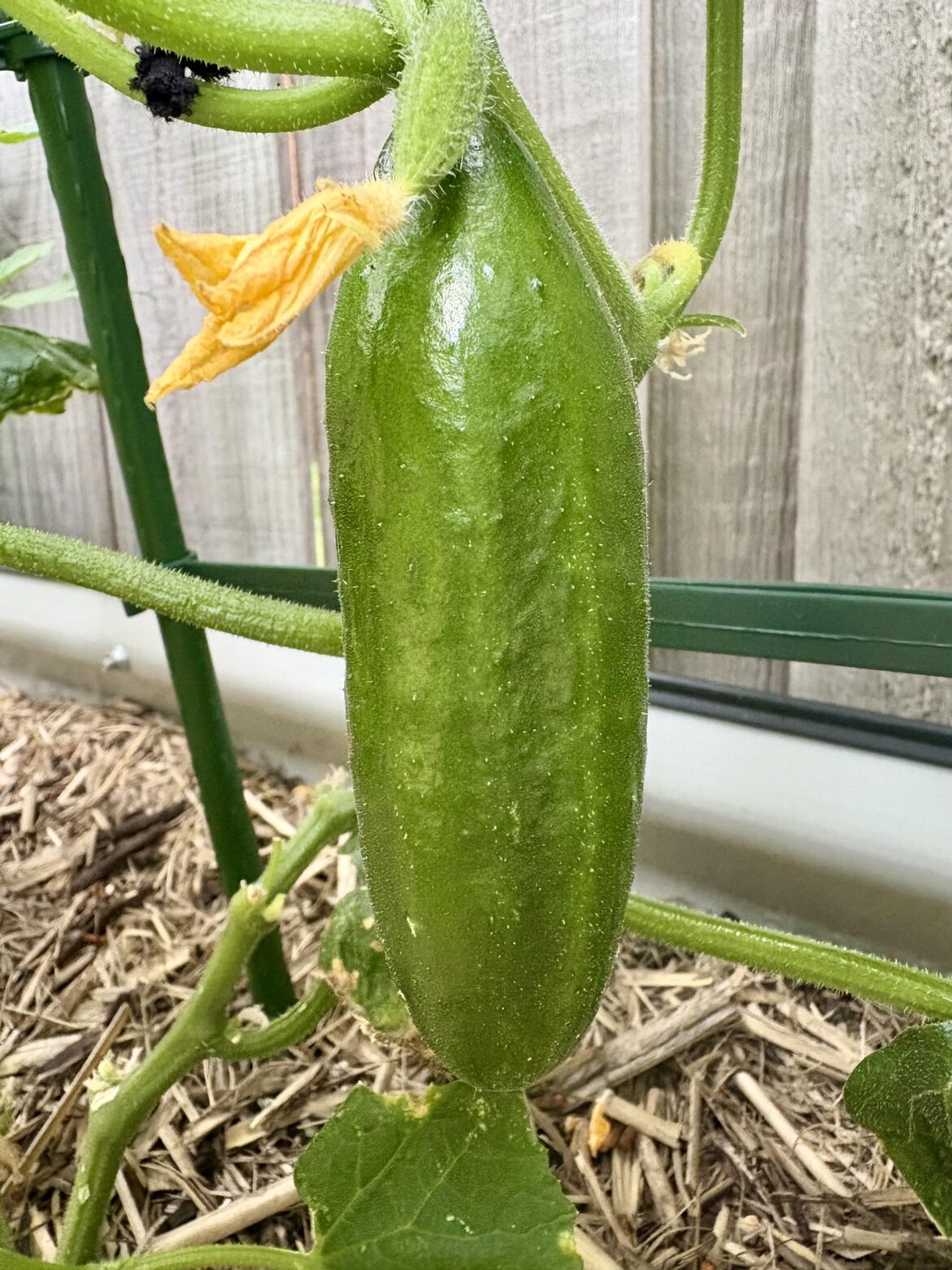 My first cucumber!