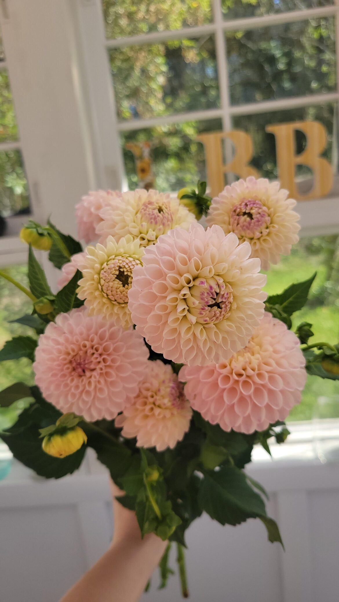 I think Camano Zoe is my new favorite