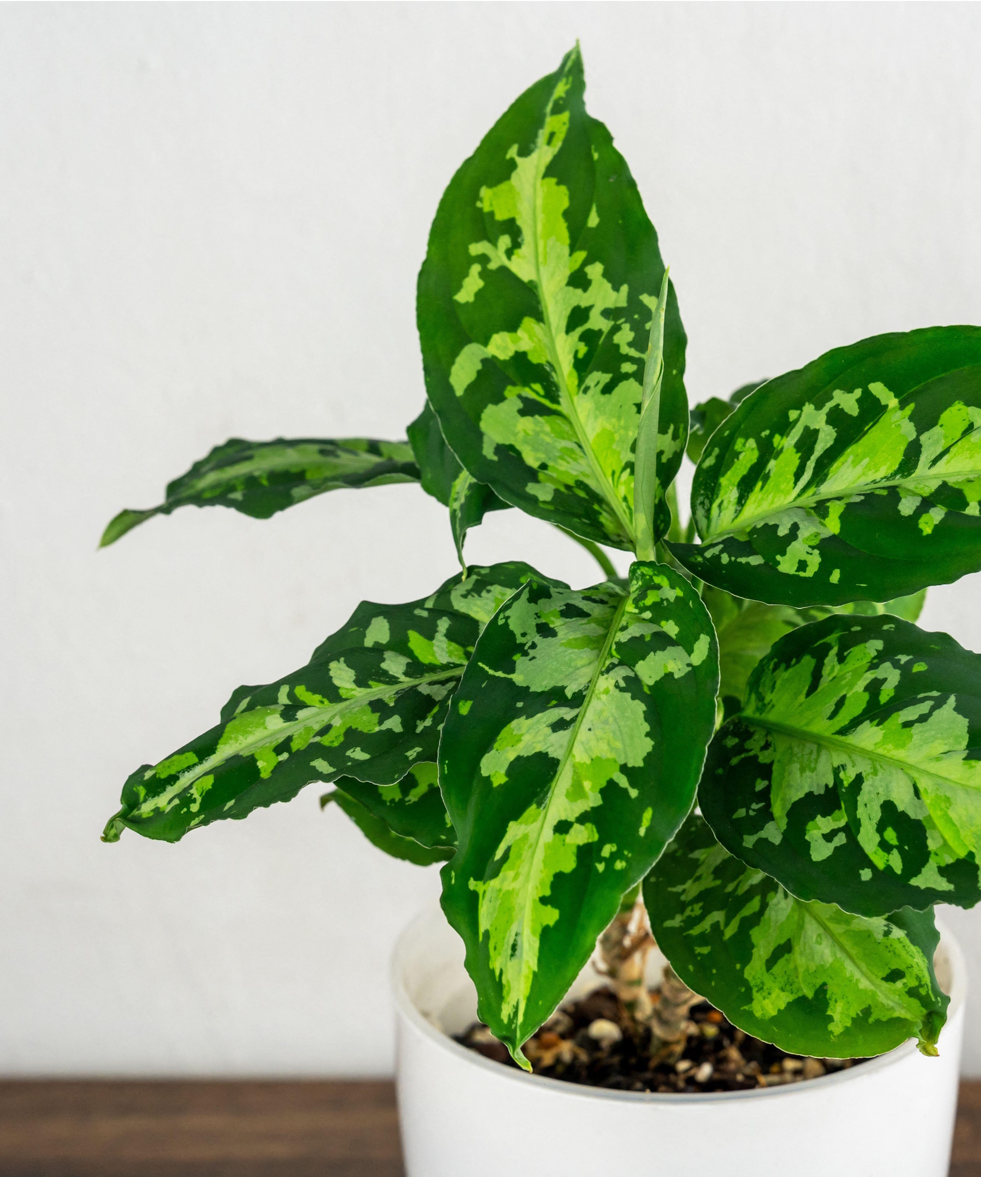 Tricolor aglaonema