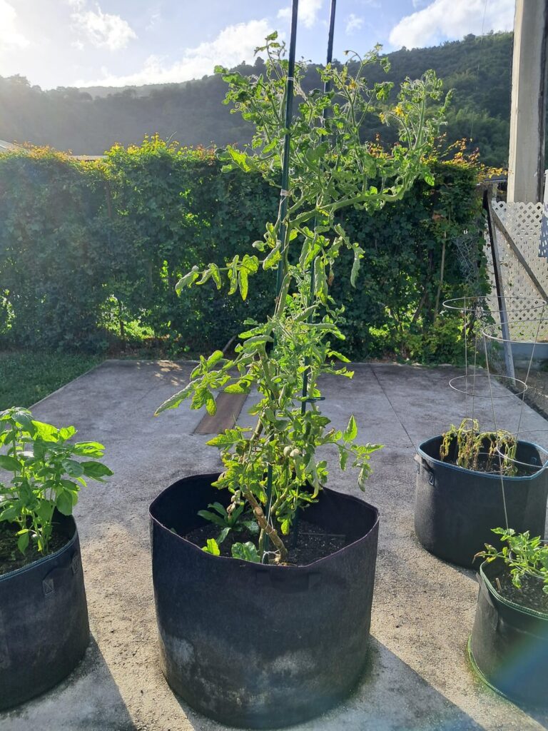 New to tomato growing. Help? New to tomato growing. Help?