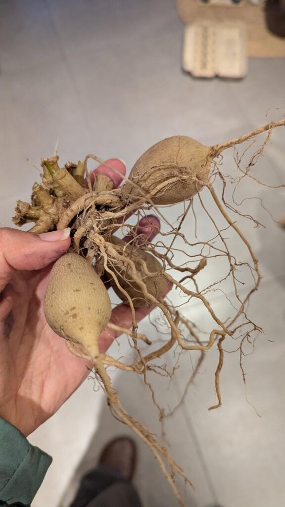 What to do with these Dahlia tubers