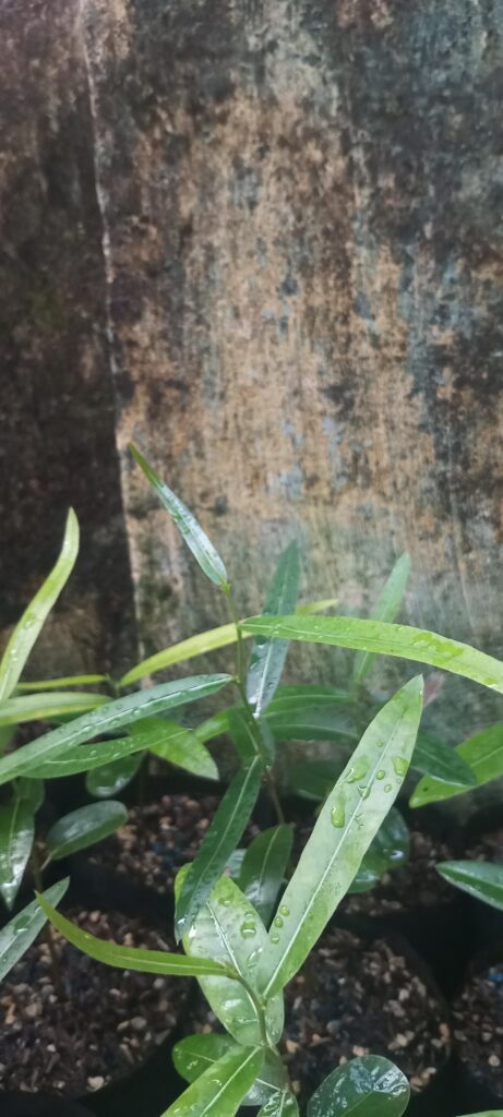 Brachychiton rupestris seedling