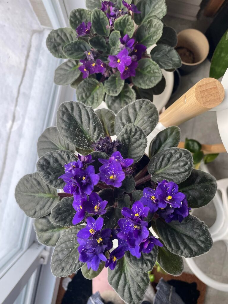 What’s happening with my violets?