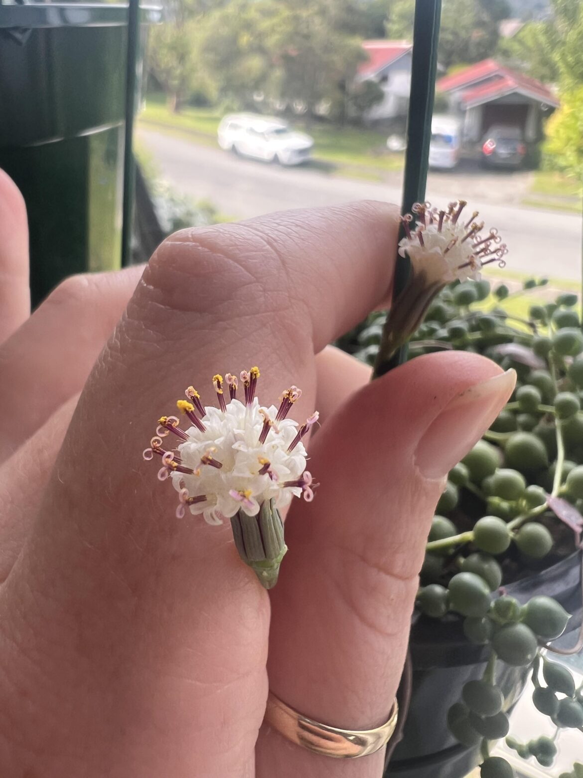 String of pearls flowering again