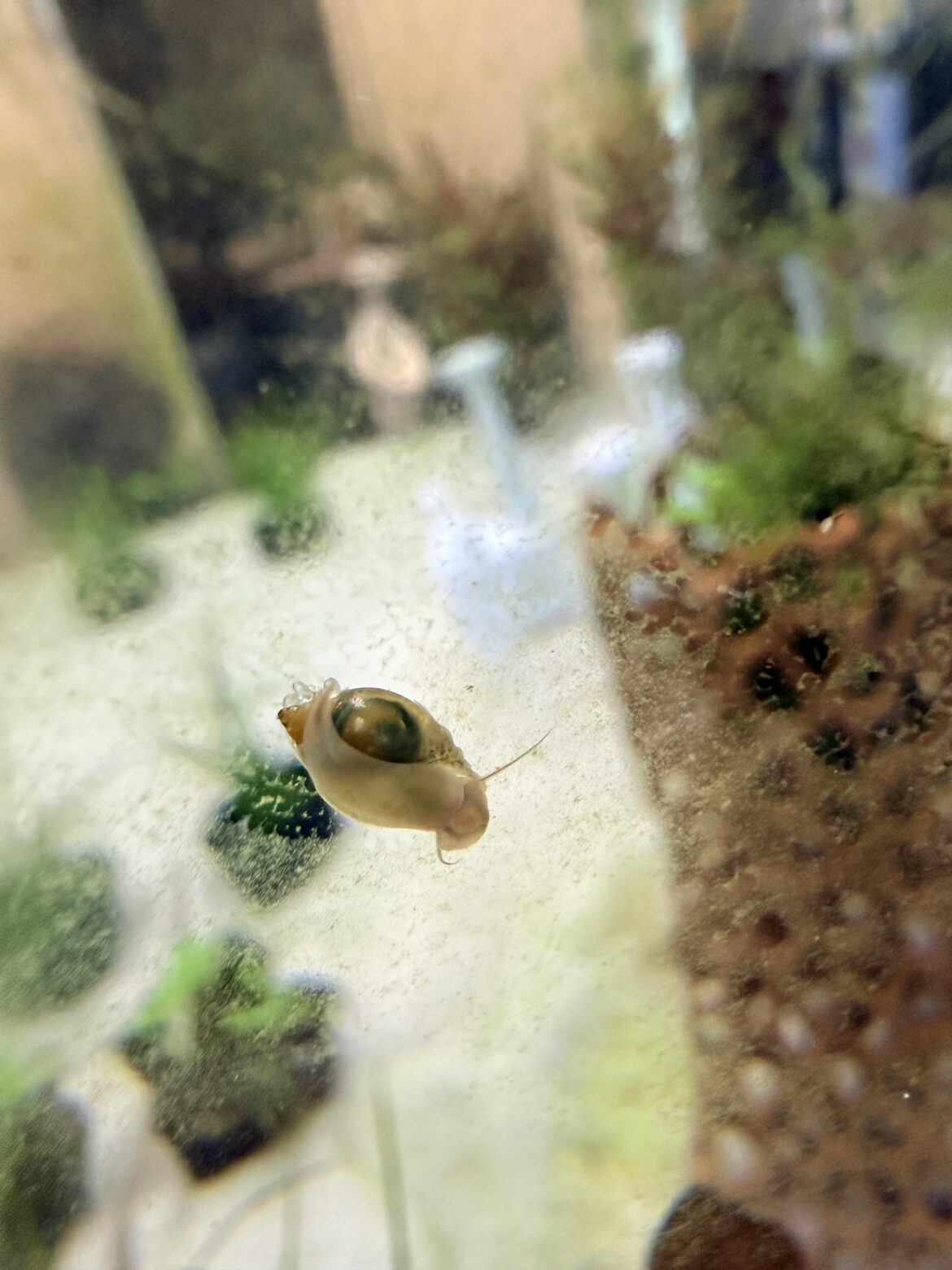 Help! Bladder snail needs a jar-home fast. Advice please☺️