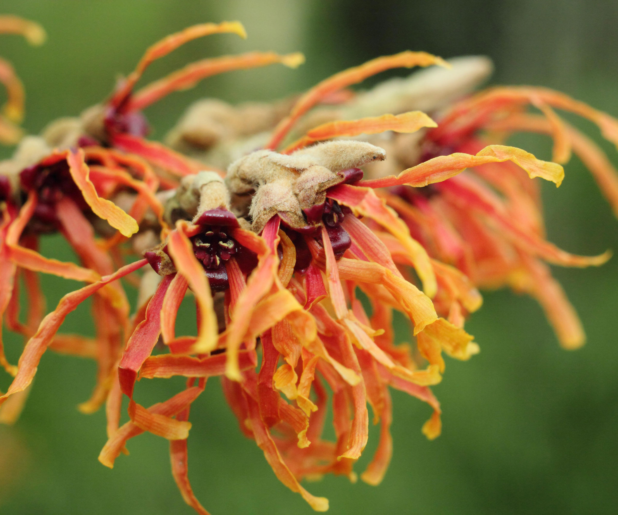 orange flowers of winter shrub Hamamelis x intermedia 'Jelena' (witch hazel)