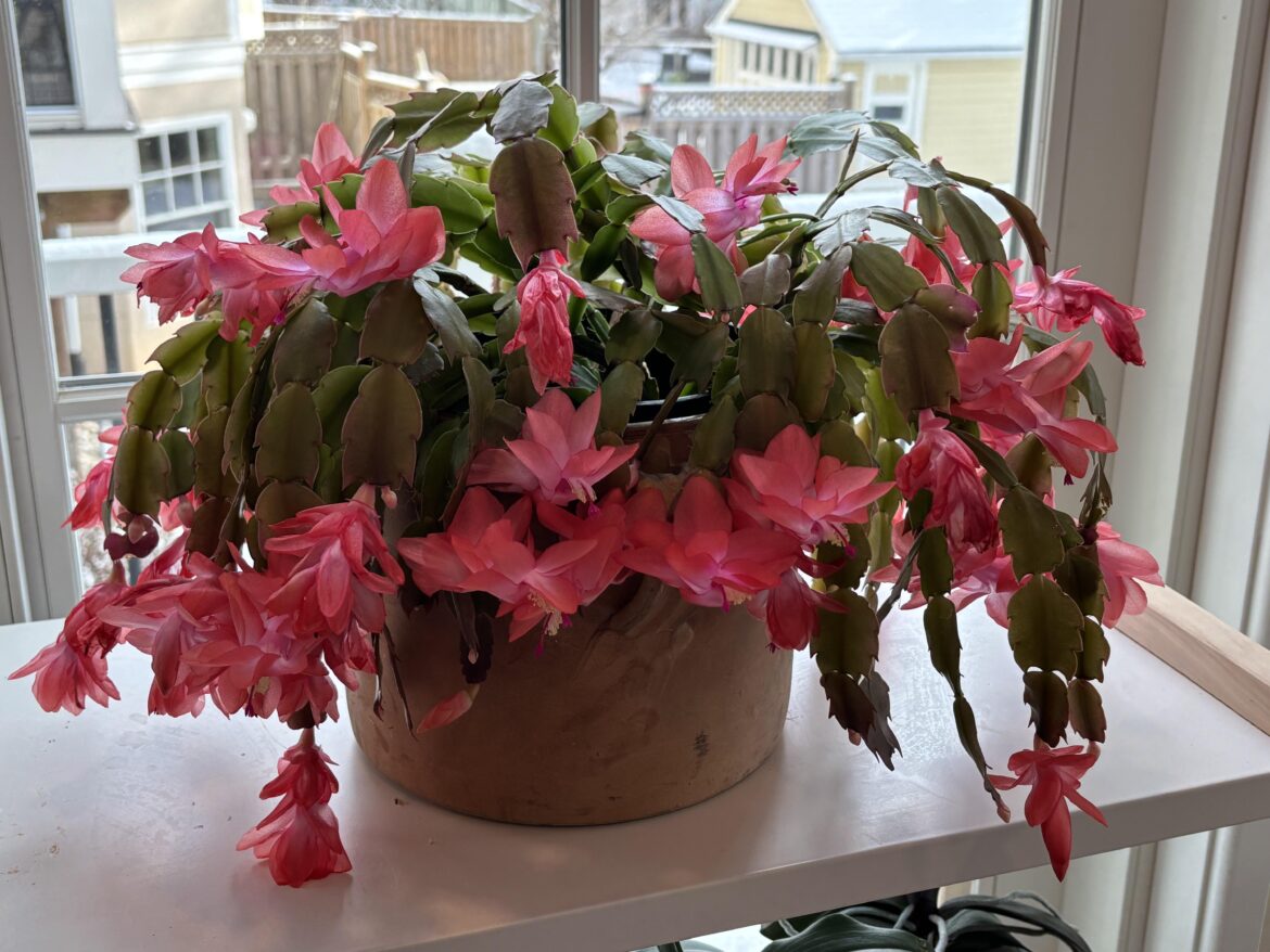 Thanksgiving cactus, a little late to the party…