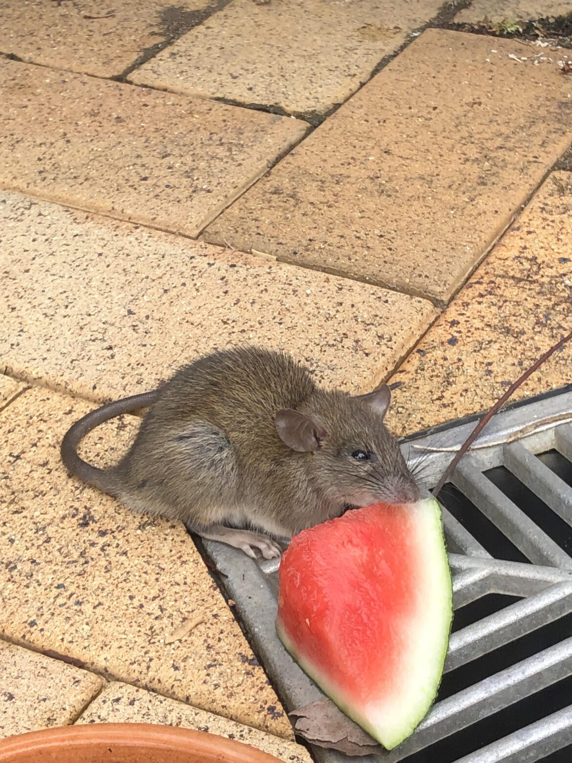 is this an introduced rat or something else?
