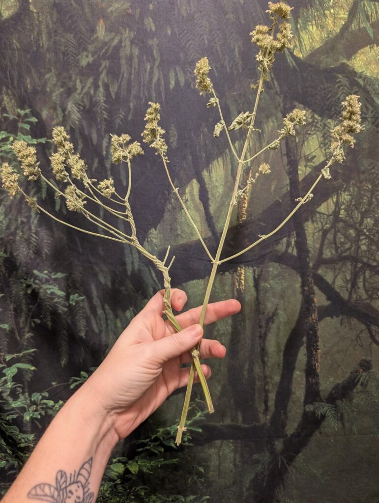 Five-sided catmint stem??