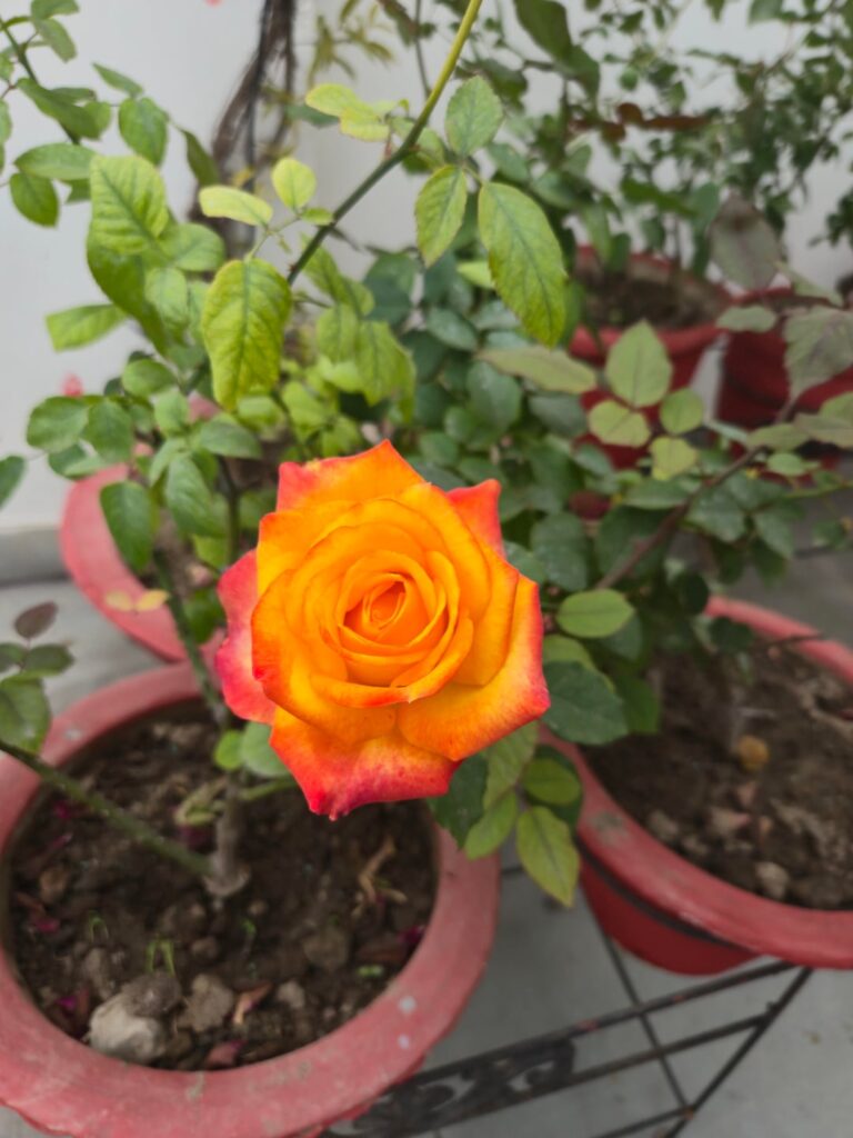 New rose blooms!!