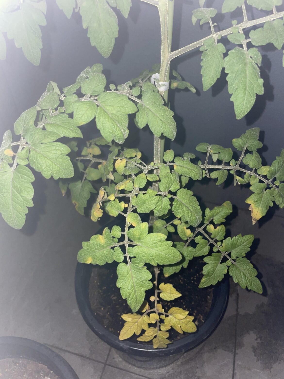 Help - tomato mineral deficiency? Melbourne, AU